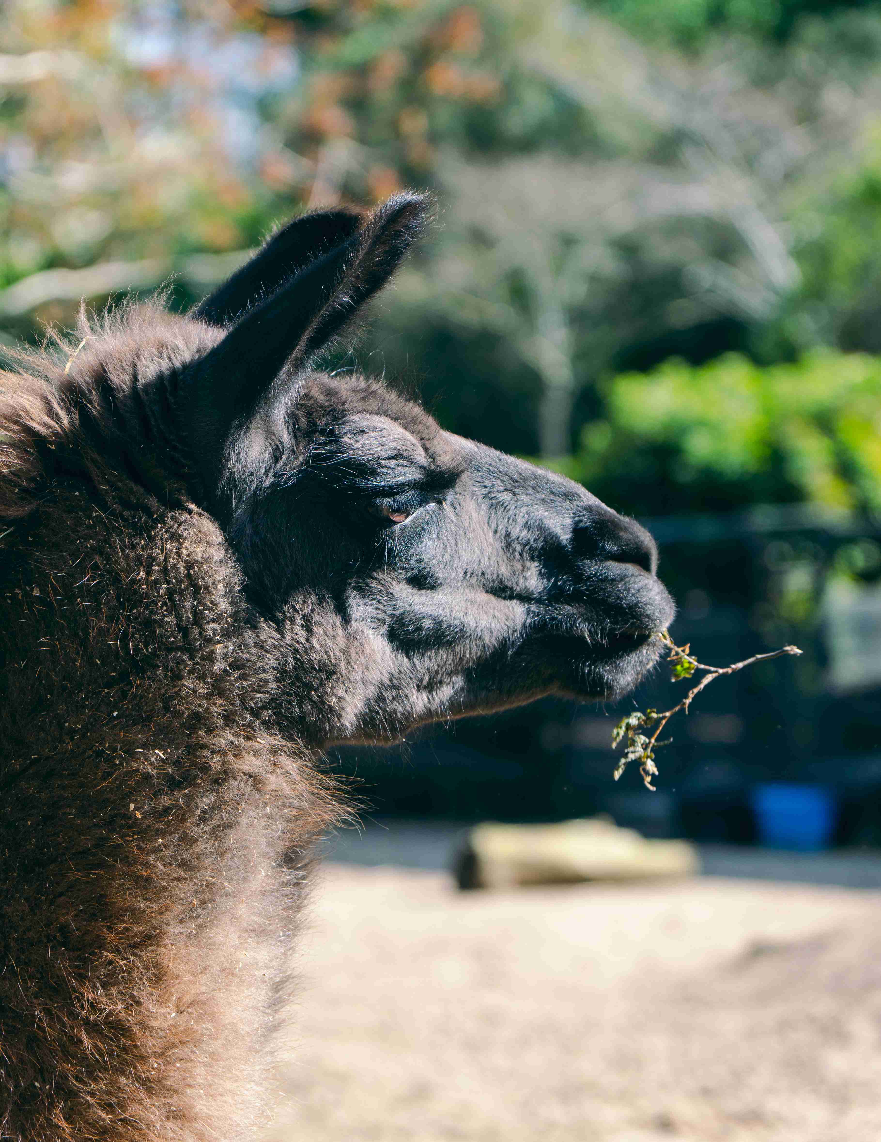 Llama Head